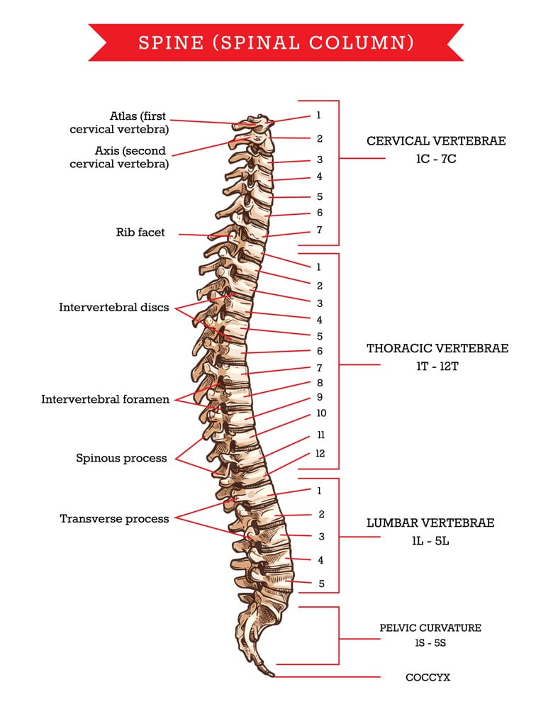 8 Best Lower Back Stretches for A More Mobile Spine – Fitness Volt