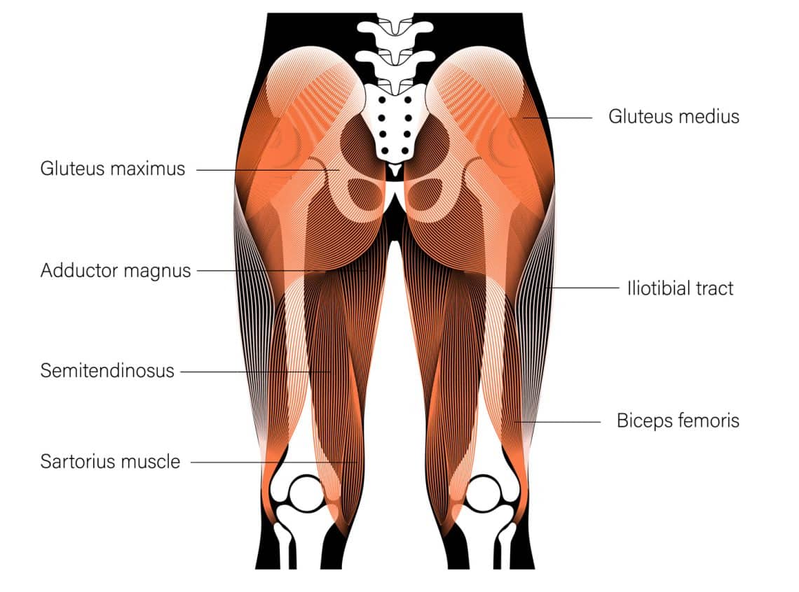 15 Best Upper Glute Exercises (Develop A Shelf Butt Faster!)