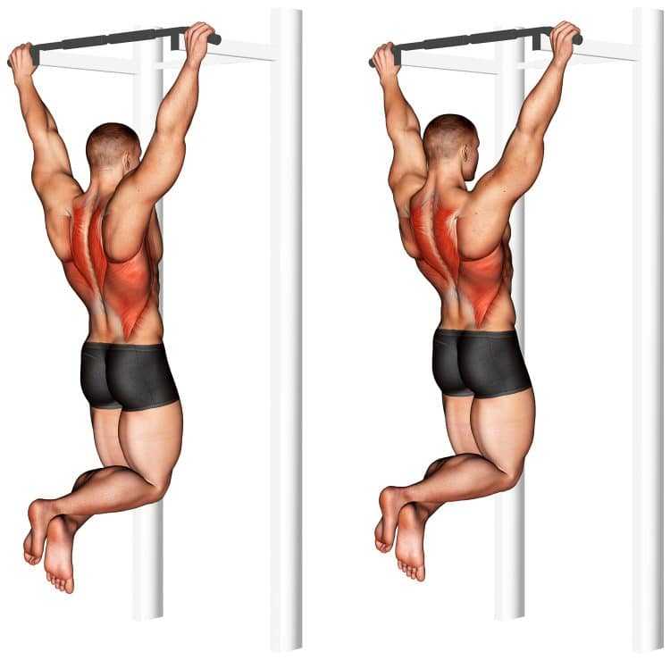 Scapular Pull Up Muscles Worked