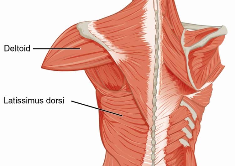 Latissimus Dorsi Anatomy
