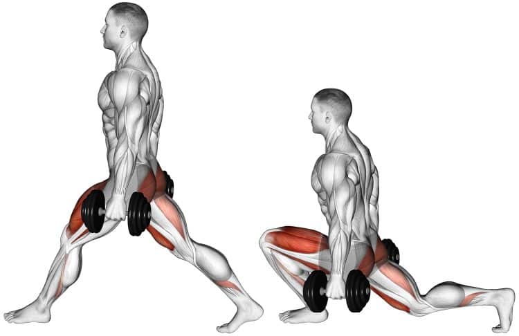 ATG Split Squat Muscles Worked