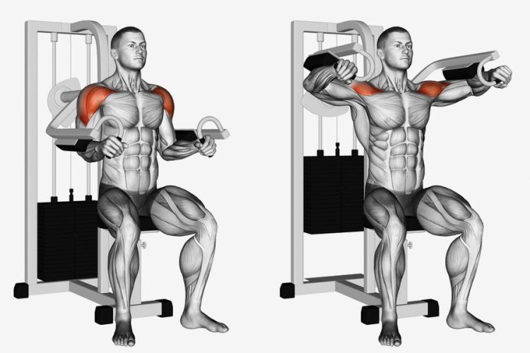 Machine Lateral Raise Exercise Target Muscle