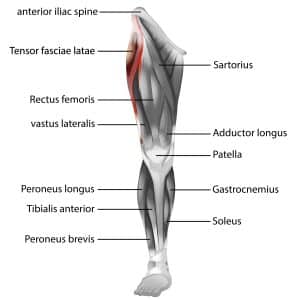 Tensor Fasciae Latae Stretches, Exercises, Functions, and Tests