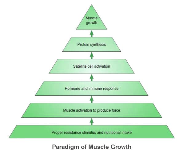 Paradigm of Muscle Growth