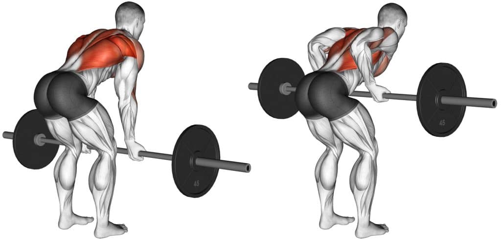 Master the Reverse Grip Row for Stronger Back and Biceps – Fitness Volt