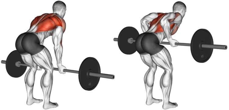 Muscles Worked in Reverse Grip Row