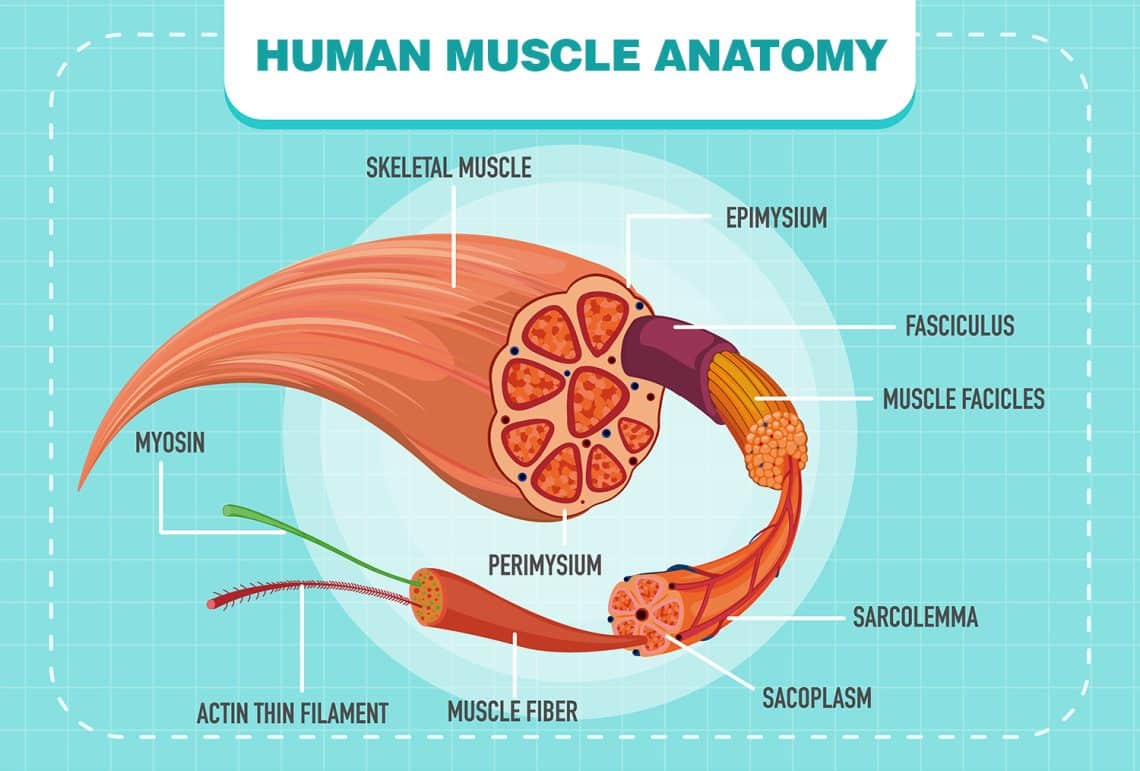 Dense Muscle vs. Big Soft Muscle: Differences, How To Achieve, and Programs