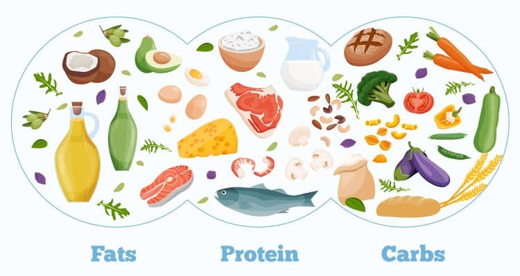 Macronutrients Proteins Fats and Carbs