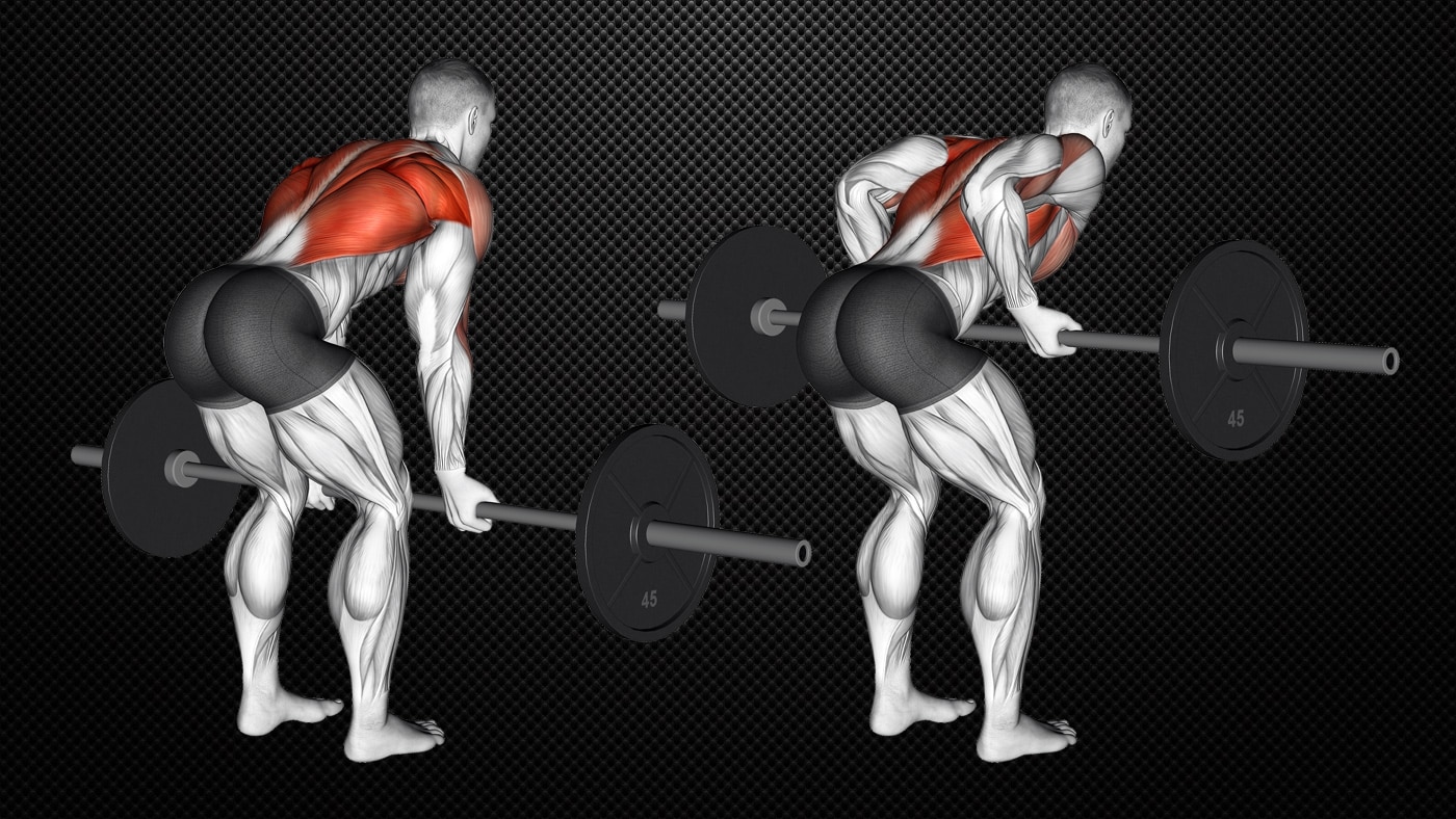 Barbell Row Muscles