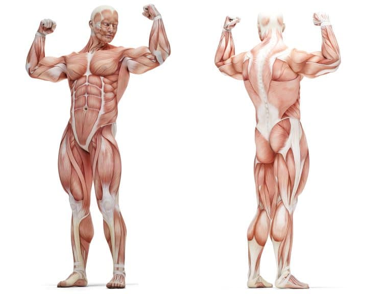 Muscle Anatomy Bodybuilding