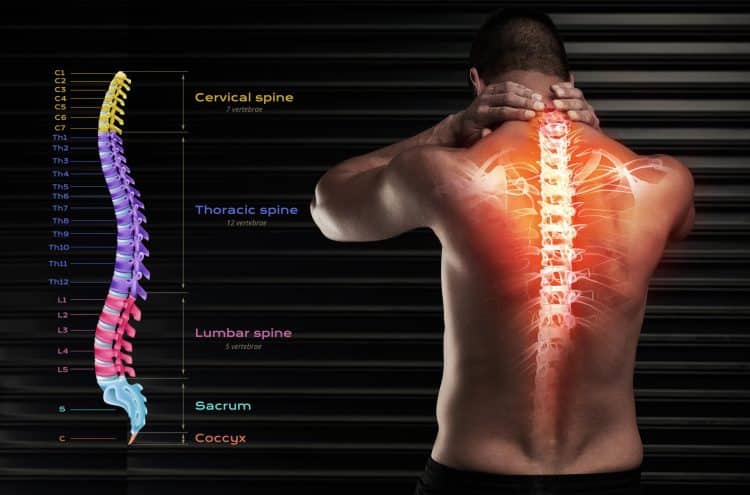Vertebrae Spinal Cord Anatomy
