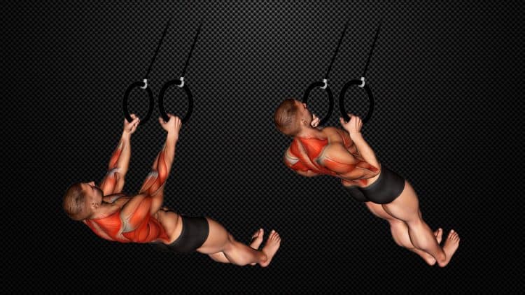 Suspended Row Exercise Guide