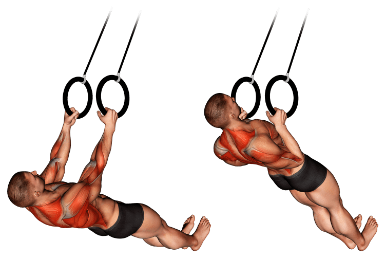 Suspended Row Muscles Worked