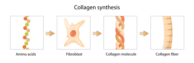 Synthesis of Collagen