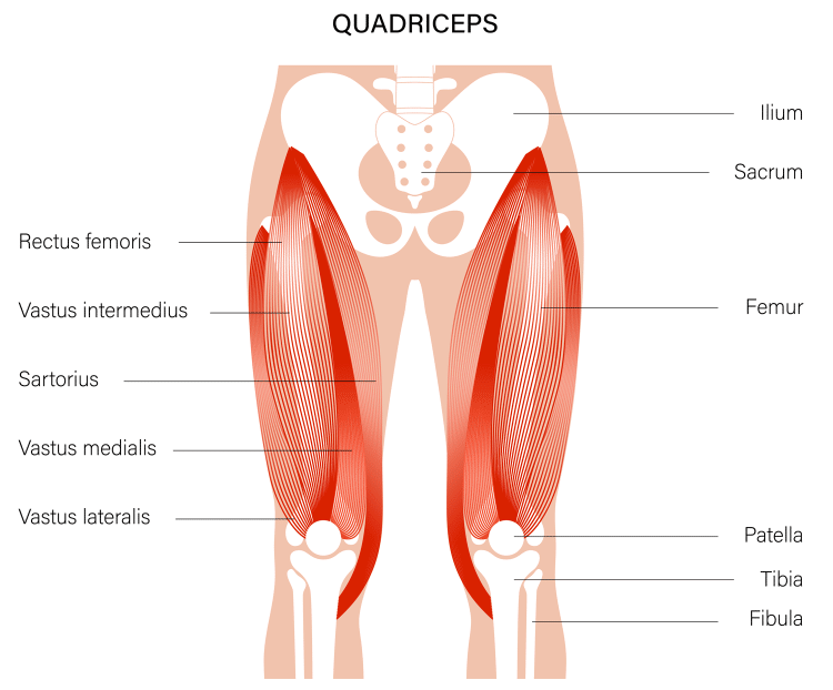 Quads Anatomy