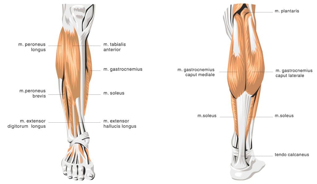 Are Calves Genetic? Unlocking The Mystery of Lower Leg Growth