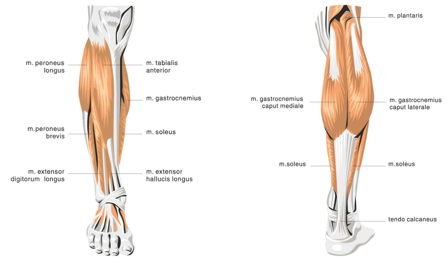 Are Calves Genetic? Unlocking The Mystery of Lower Leg Growth