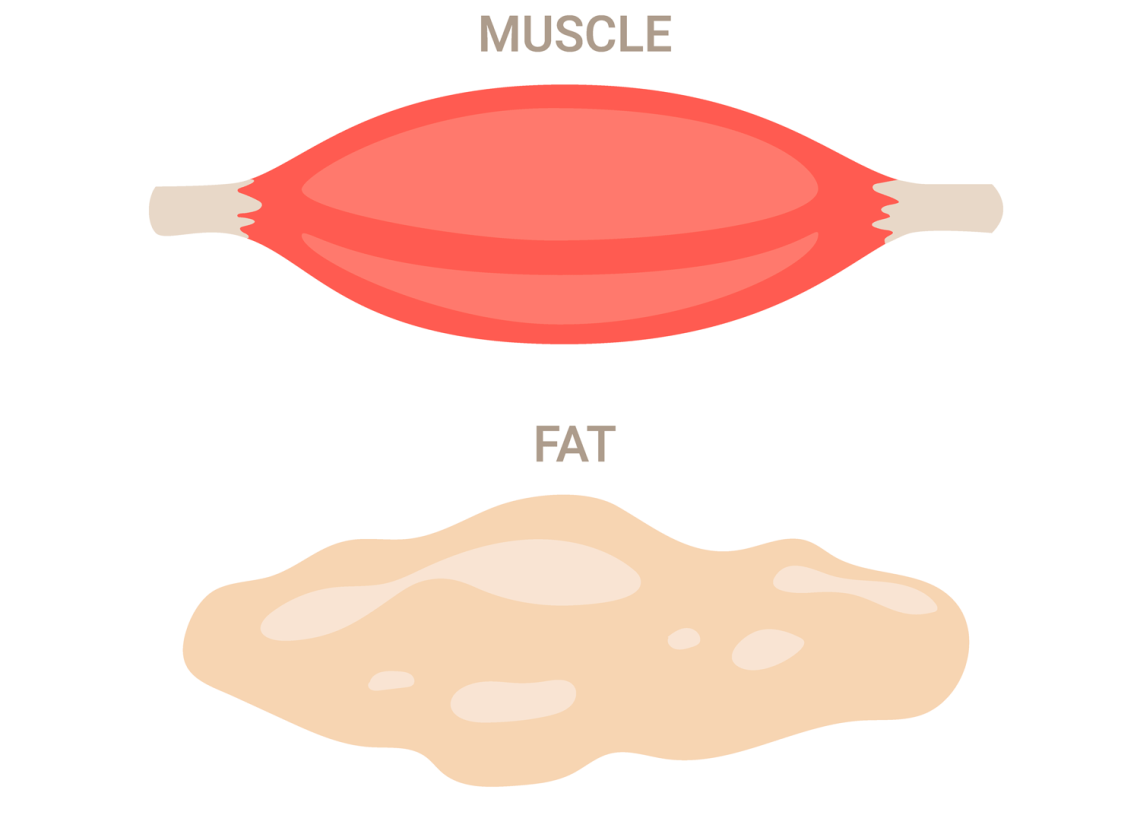 Fat vs. Muscle Weight How to Tell the Difference Fitness Volt