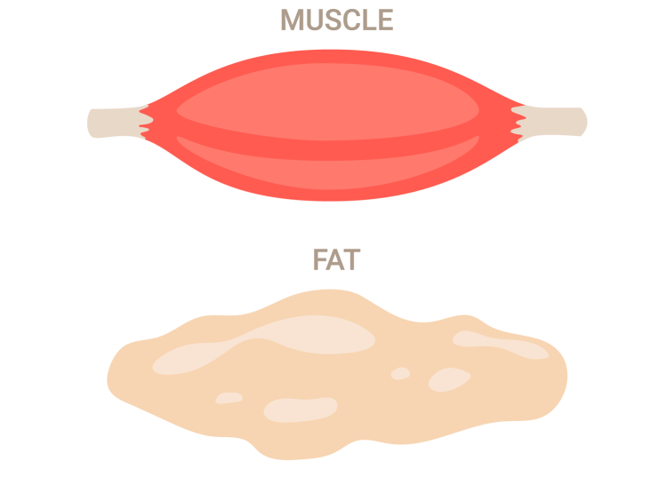 Muscle And Fat Composition