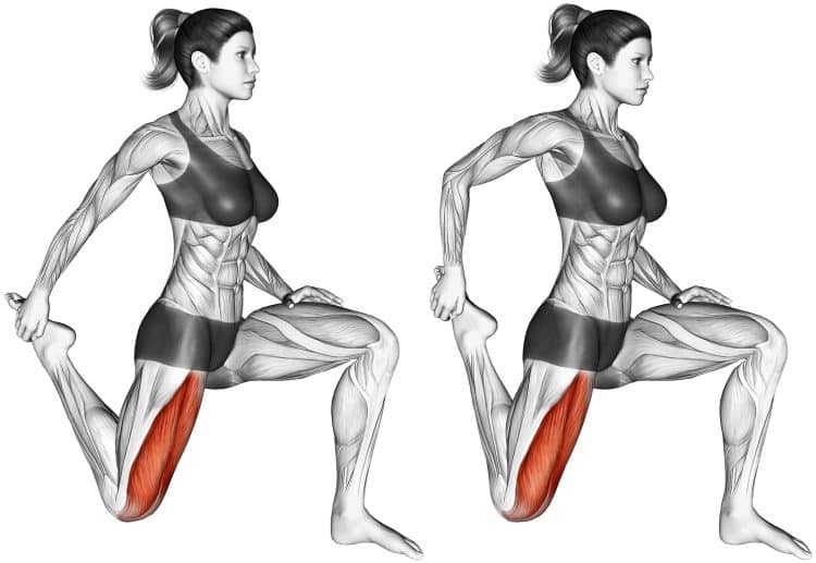 Muscles Worked Quadriceps Stretches