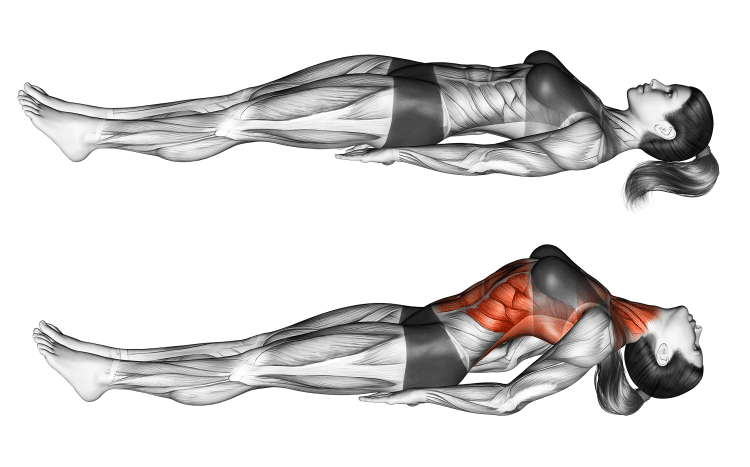 Muscles in Matsyasana