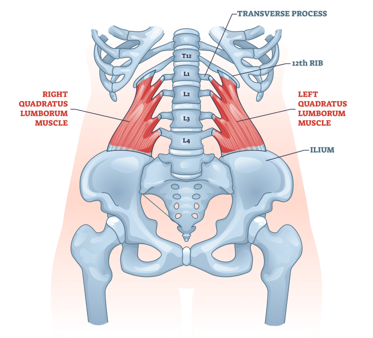 Quadratus Lumborum Anatomy