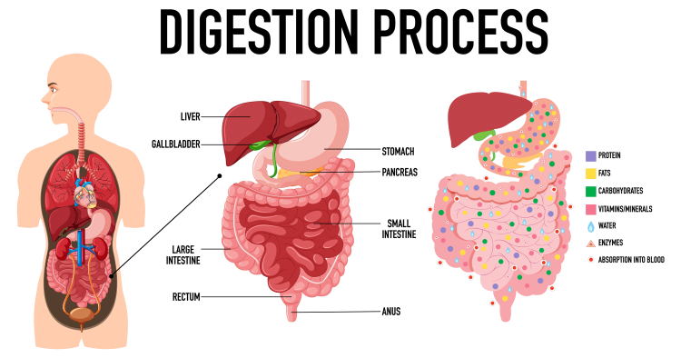 Digestion Process