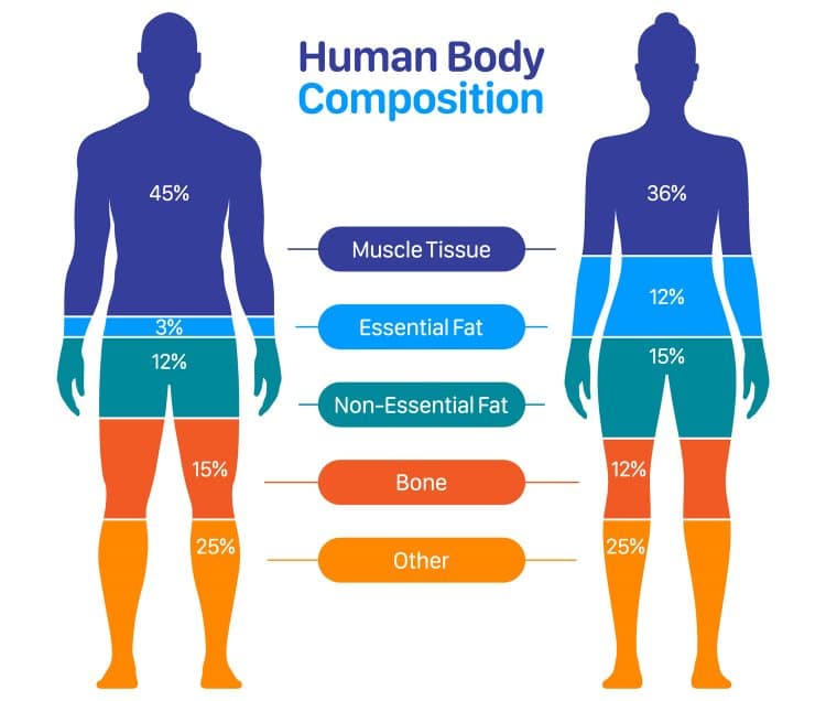 Human Body Composition Chart