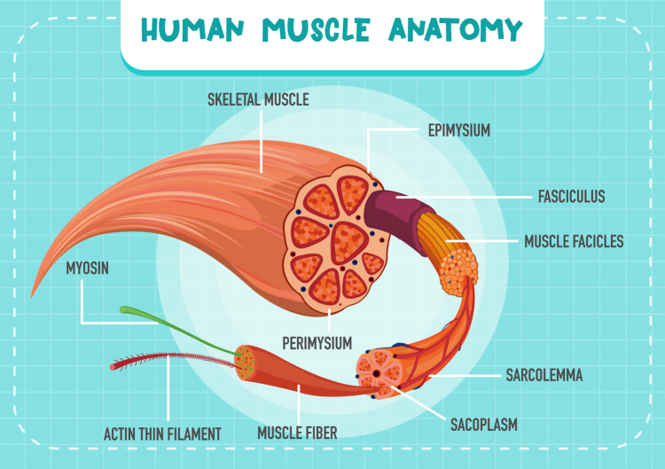Human Muscle Anatomy Structure