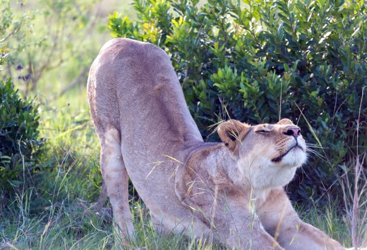 Lioness Stretches Out