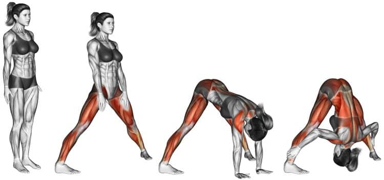 Muscles Worked During Wide Legged Forward Bend