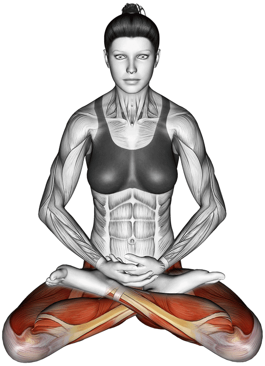 Padmasana Stretch Multiple Muscles