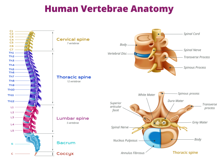 Vertebrae Spinal Cord Anatomy