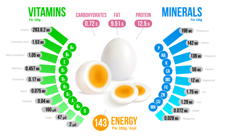 Egg Nutrients Diagram