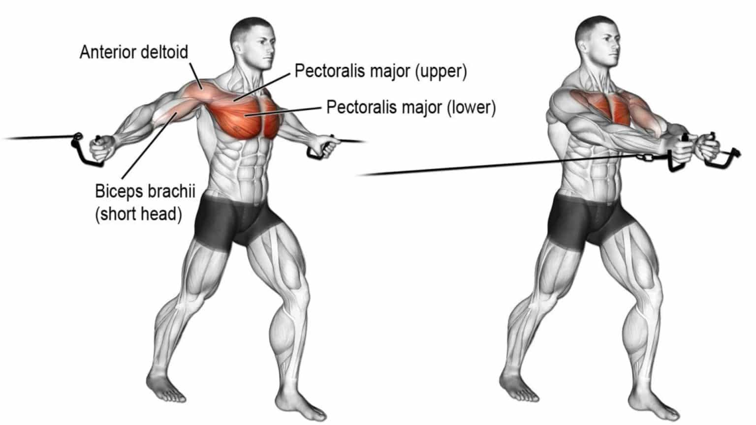 Standing Cable Chest Fly Guide Steps Benefits Muscles Worked Standing Cable Chest Fly Guide Steps Benefits Muscles Worked