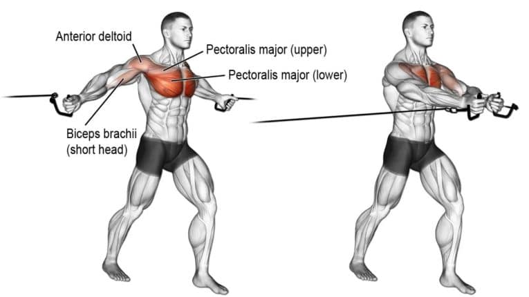 Standing Cable Chest Fly Guide Steps Benefits Muscles Worked