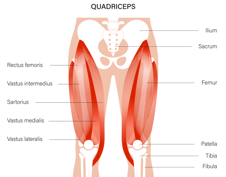 Quad Muscles