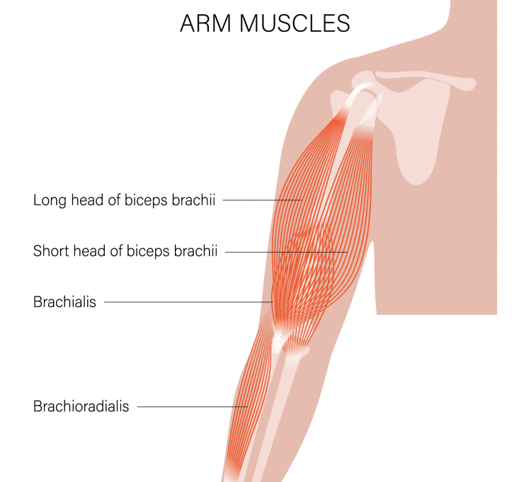 Biceps Anatomy Basics