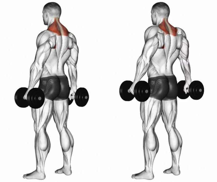 Dumbbell Trap Exercises