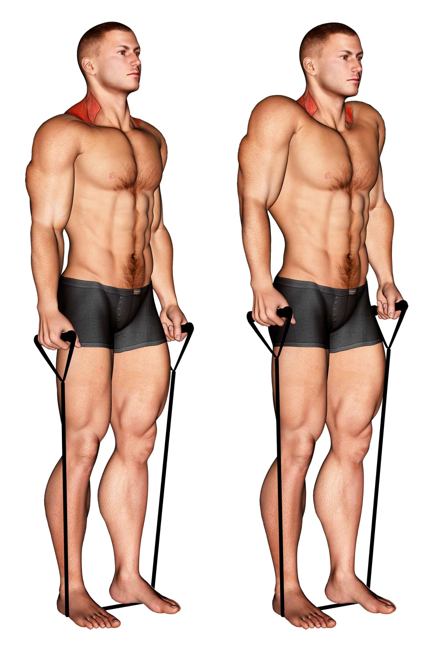 Band Shrugs Strengthen Your Traps and Upper Back Muscles Fitness Volt