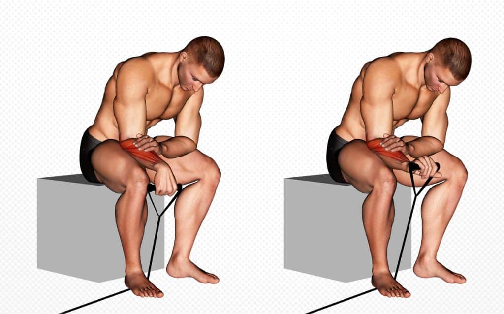 Band Reverse Wrist Curl Guide