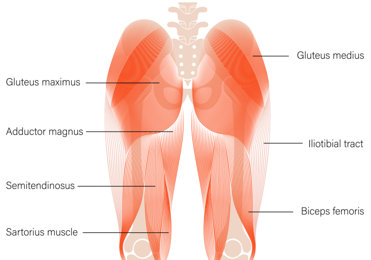 Anatomy of the Glutes