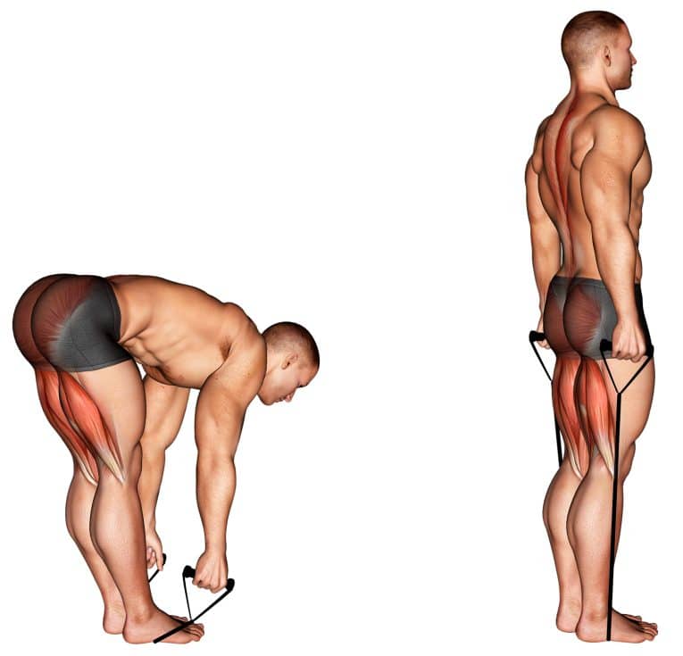 Band Straight Leg Deadlift Target Hamstrings, Glutes & Core Fitness Volt