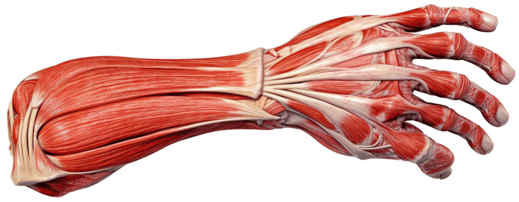 Forearm Anatomy