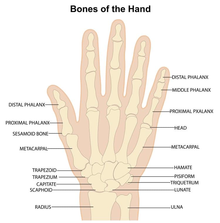 Anatomy of The Bones Of The Hand and Wrist
