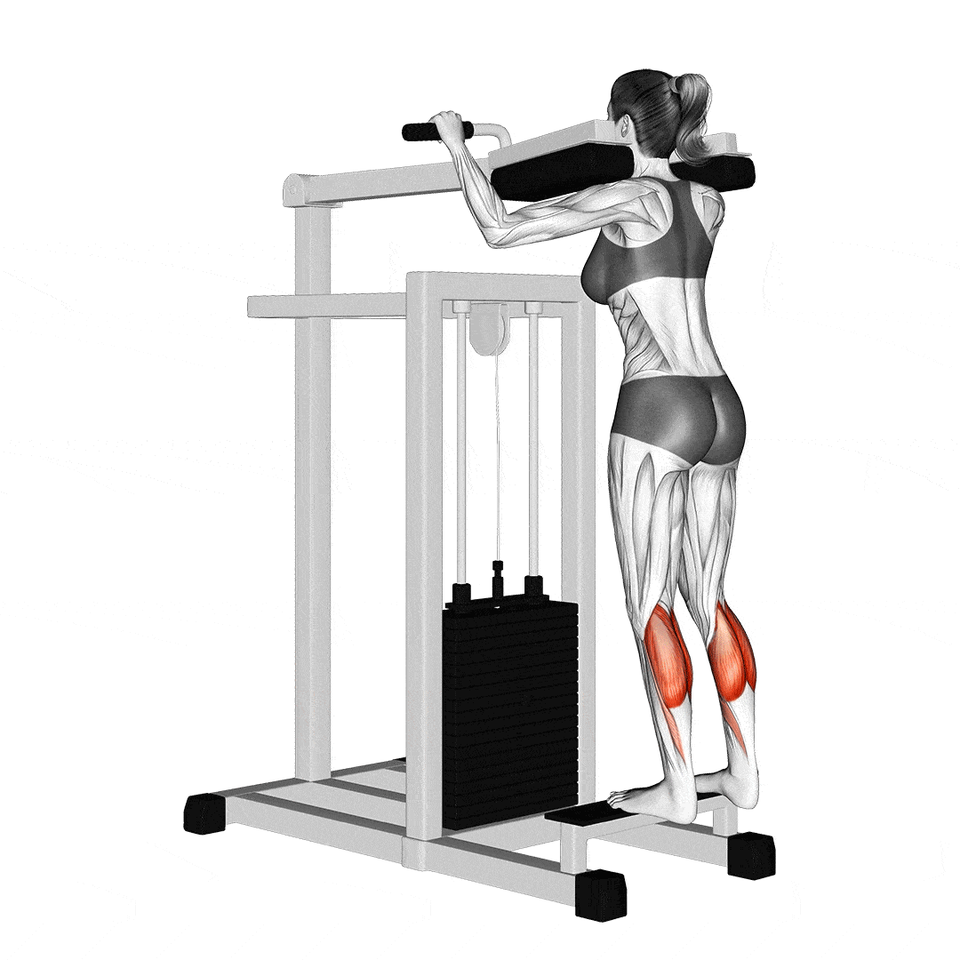 Seated Vs Standing Calf Raise Which One Should You Do Fitness Volt