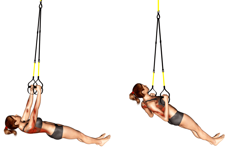 Suspender Inverted Row Muscles Worked