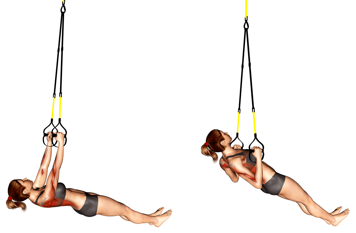 Suspension Inverted Row Strengthen Your Back and Arms Fitness Volt