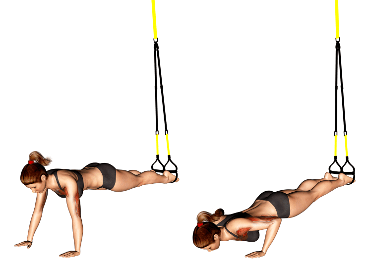 Suspension Push Up Muscles Worked