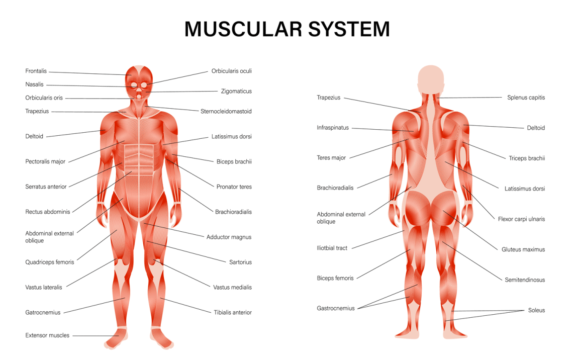 Common Exercise and Nutrition Science Terms Explained! – Fitness Volt